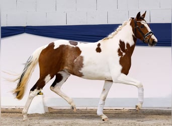 Duitse rijpony, Merrie, 3 Jaar, 138 cm, Gevlekt-paard