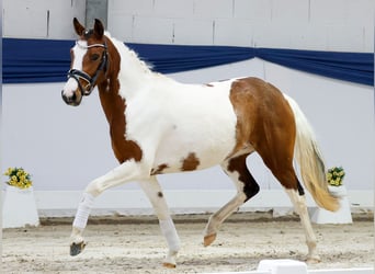 Duitse rijpony, Merrie, 3 Jaar, 138 cm, Gevlekt-paard