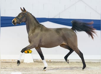 Duitse rijpony, Merrie, 3 Jaar, 139 cm, Bruin