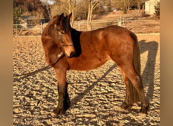 Duitse rijpony Mix, Merrie, 3 Jaar, 140 cm, Bruin