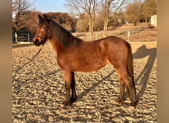 Duitse rijpony Mix, Merrie, 3 Jaar, 140 cm, Bruin