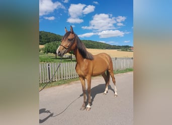 Duitse rijpony Mix, Merrie, 3 Jaar, 140 cm, Bruin