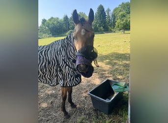 Duitse rijpony Mix, Merrie, 3 Jaar, 140 cm, Buckskin