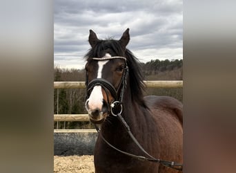 Duitse rijpony, Merrie, 3 Jaar, 140 cm, Donkerbruin