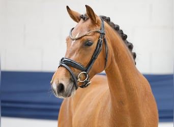 Duitse rijpony, Merrie, 3 Jaar, 141 cm, Bruin