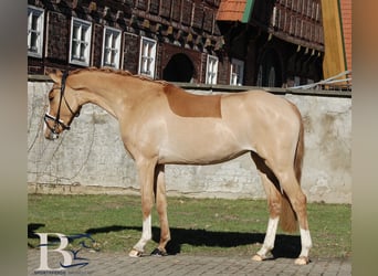 Duitse rijpony, Merrie, 3 Jaar, 141 cm