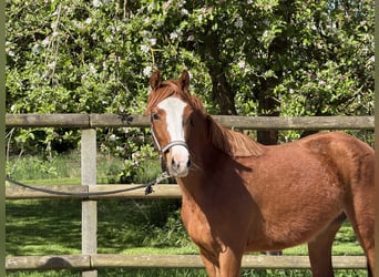 Duitse rijpony, Merrie, 3 Jaar, 141 cm, Vos
