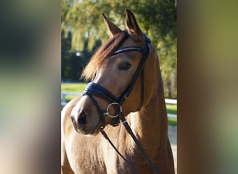 Duitse rijpony, Merrie, 3 Jaar, 142 cm, Buckskin
