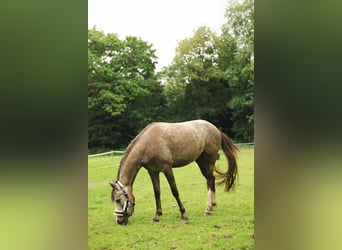 Duitse rijpony, Merrie, 3 Jaar, 142 cm, Rood schimmel