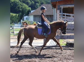 Duitse rijpony, Merrie, 3 Jaar, 142 cm, Vos