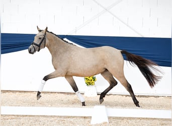 Duitse rijpony, Merrie, 3 Jaar, 143 cm, Falbe