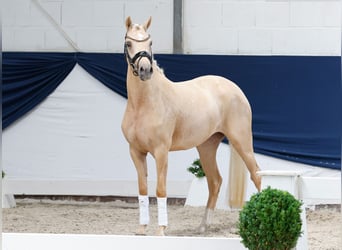 Duitse rijpony, Merrie, 3 Jaar, 143 cm, Palomino