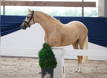 Duitse rijpony, Merrie, 3 Jaar, 143 cm, Palomino