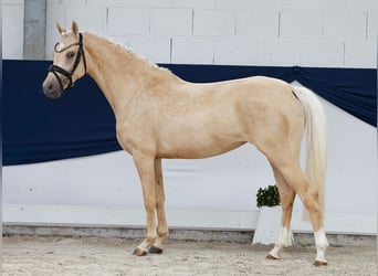 Duitse rijpony, Merrie, 3 Jaar, 143 cm, Palomino