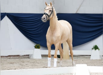 Duitse rijpony, Merrie, 3 Jaar, 143 cm, Palomino