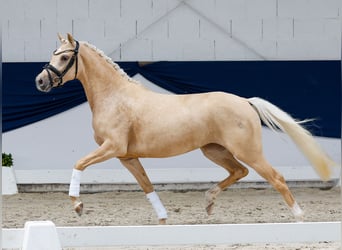 Duitse rijpony, Merrie, 3 Jaar, 143 cm, Palomino