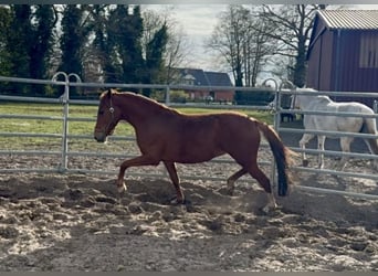 Duitse rijpony, Merrie, 3 Jaar, 143 cm, Vos