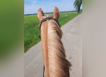 Duitse rijpony, Merrie, 3 Jaar, 143 cm, Vos