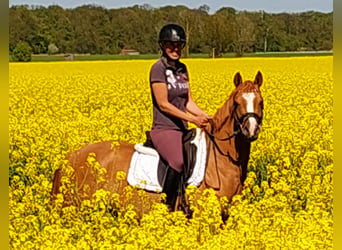 Duitse rijpony, Merrie, 3 Jaar, 143 cm, Vos
