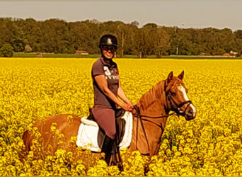 Duitse rijpony, Merrie, 3 Jaar, 143 cm, Vos