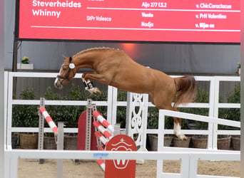 Duitse rijpony, Merrie, 3 Jaar, 143 cm, Vos