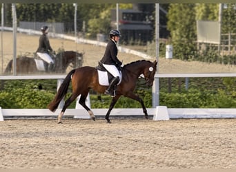 Duitse rijpony, Merrie, 3 Jaar, 144 cm, Bruin