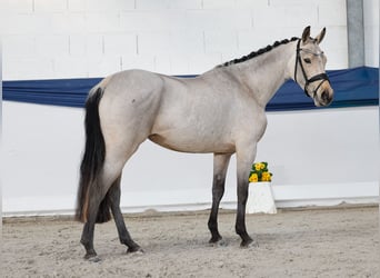 Duitse rijpony, Merrie, 3 Jaar, 144 cm, Bruin