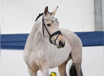 Duitse rijpony, Merrie, 3 Jaar, 144 cm, Bruin