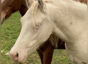 Duitse rijpony, Merrie, 3 Jaar, 144 cm, Cremello