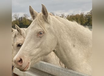 Duitse rijpony, Merrie, 3 Jaar, 144 cm, Cremello