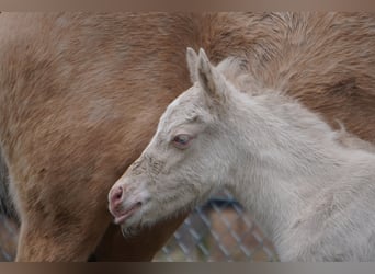 Duitse rijpony, Merrie, 3 Jaar, 144 cm, Cremello