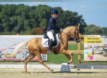 Duitse rijpony, Merrie, 3 Jaar, 144 cm, Palomino
