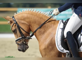 Duitse rijpony, Merrie, 3 Jaar, 144 cm, Palomino