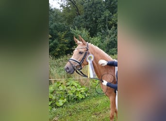 Duitse rijpony, Merrie, 3 Jaar, 144 cm, Palomino