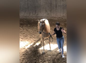 Duitse rijpony, Merrie, 3 Jaar, 144 cm, Palomino