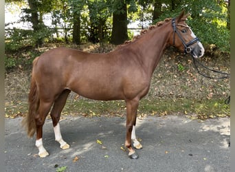 Duitse rijpony, Merrie, 3 Jaar, 144 cm, Vos