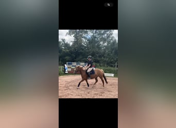 Duitse rijpony Mix, Merrie, 3 Jaar, 144 cm, Vos