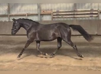 Duitse rijpony, Merrie, 3 Jaar, 144 cm, Zwart