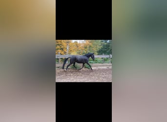 Duitse rijpony, Merrie, 3 Jaar, 144 cm, Zwart