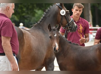 Duitse rijpony, Merrie, 3 Jaar, 145 cm, Donkerbruin