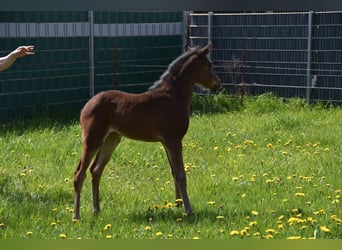 Duitse rijpony, Merrie, 3 Jaar, 145 cm, Donkerbruin