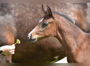 Duitse rijpony, Merrie, 3 Jaar, 145 cm, Donkerbruin