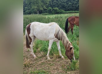 Duitse rijpony, Merrie, 3 Jaar, 145 cm, Gevlekt-paard