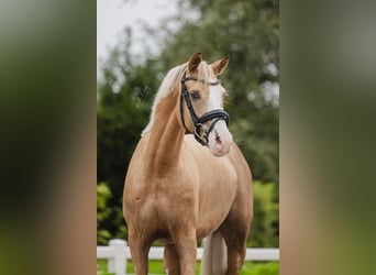 Duitse rijpony, Merrie, 3 Jaar, 145 cm, Palomino
