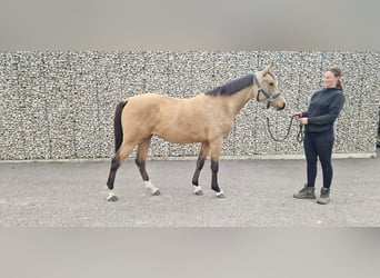 Duitse rijpony, Merrie, 3 Jaar, 145 cm, Palomino