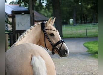 Duitse rijpony, Merrie, 3 Jaar, 145 cm, Palomino