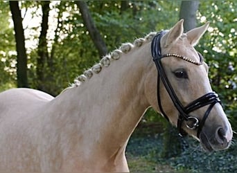 Duitse rijpony, Merrie, 3 Jaar, 145 cm, Palomino