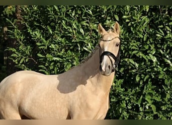 Duitse rijpony, Merrie, 3 Jaar, 145 cm, Palomino