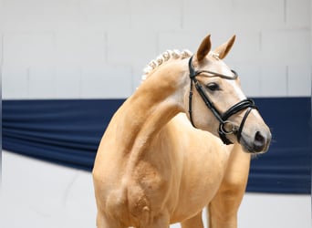 Duitse rijpony, Merrie, 3 Jaar, 145 cm, Palomino
