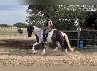 Duitse rijpony, Merrie, 3 Jaar, 145 cm, Tobiano-alle-kleuren